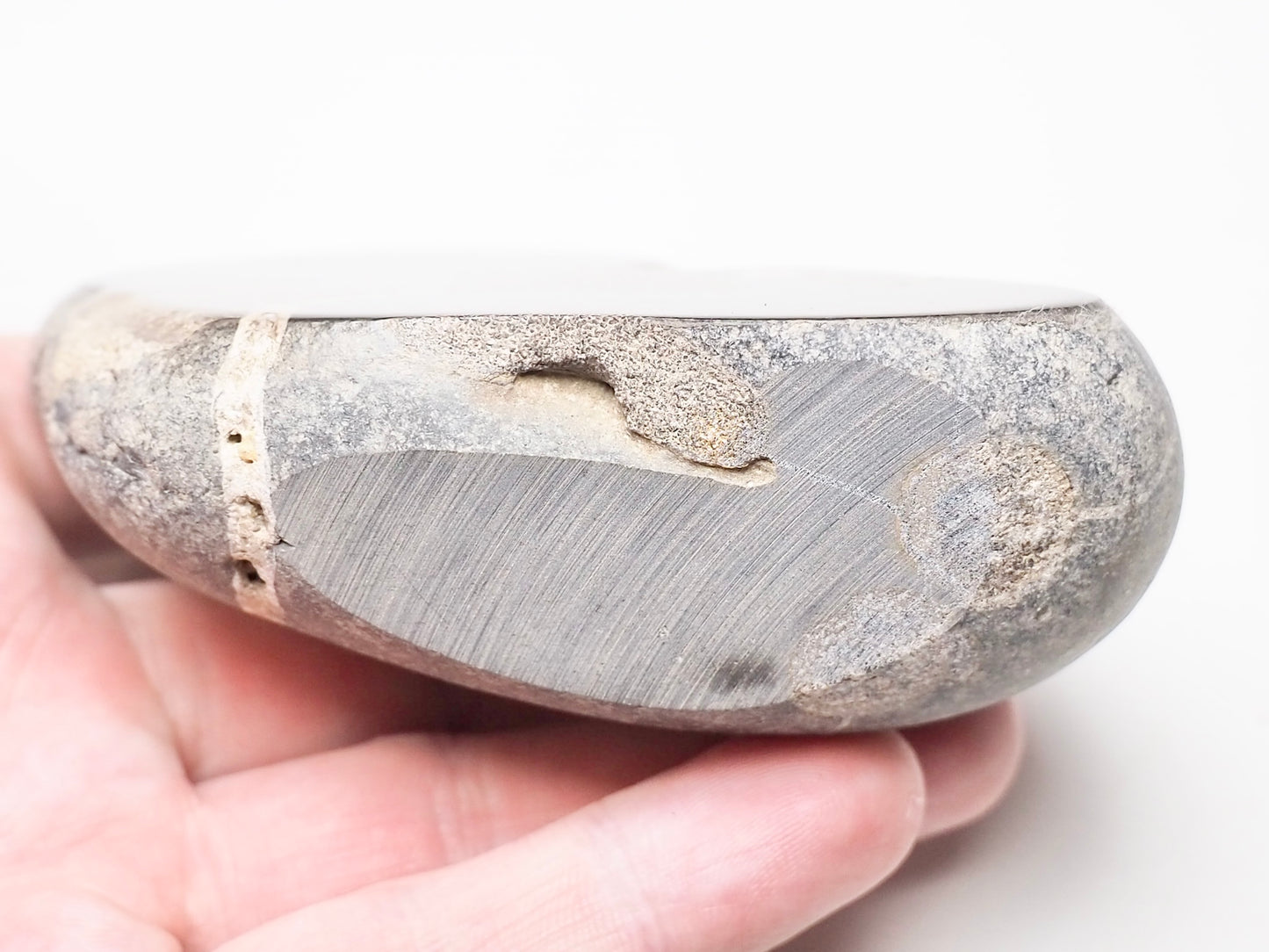 Polished Ichthyosaur Bone Piece