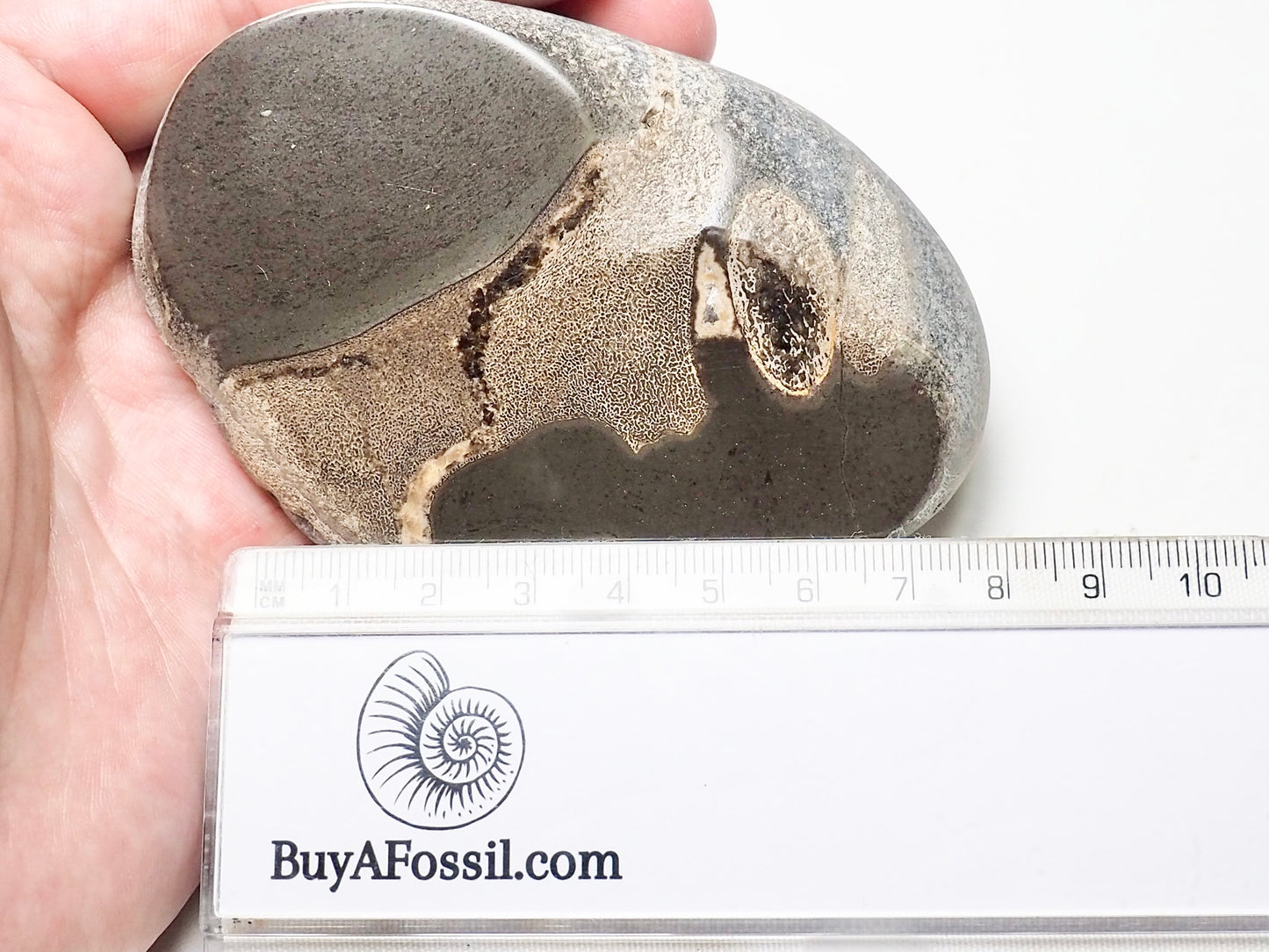 Polished Ichthyosaur Bone Piece