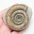 Dactylioceras Ammonite Fossil for Sale – Whitby Yorkshire Coast Jurassic