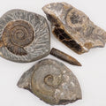 Yorkshire Coast Fossil Bundle | 4 Fossils