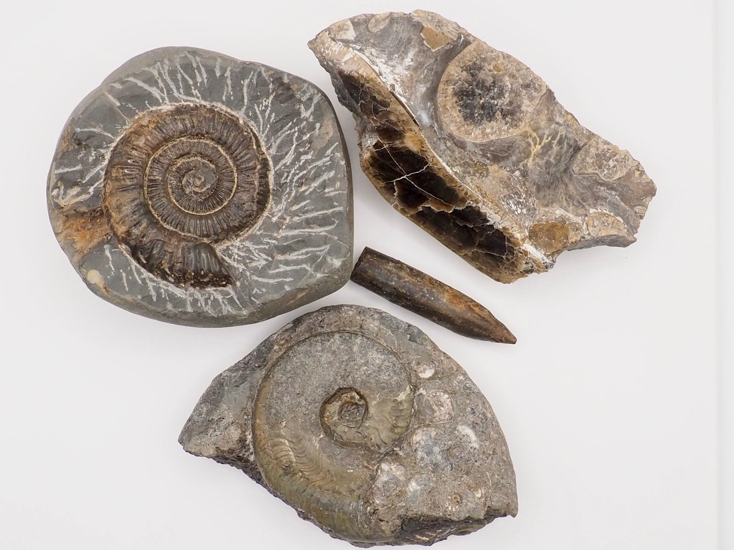 Yorkshire Coast Fossil Bundle | 4 Fossils