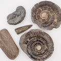 Yorkshire Coast Fossil Bundle | 4 Fossils