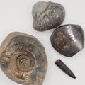 Yorkshire Coast Fossil Bundle | 4 Fossils