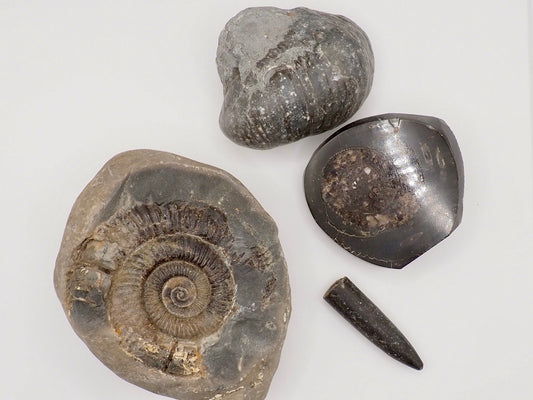 Yorkshire Coast Fossil Bundle | 4 Fossils