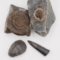 Yorkshire Coast Fossil Bundle | 4 Fossils