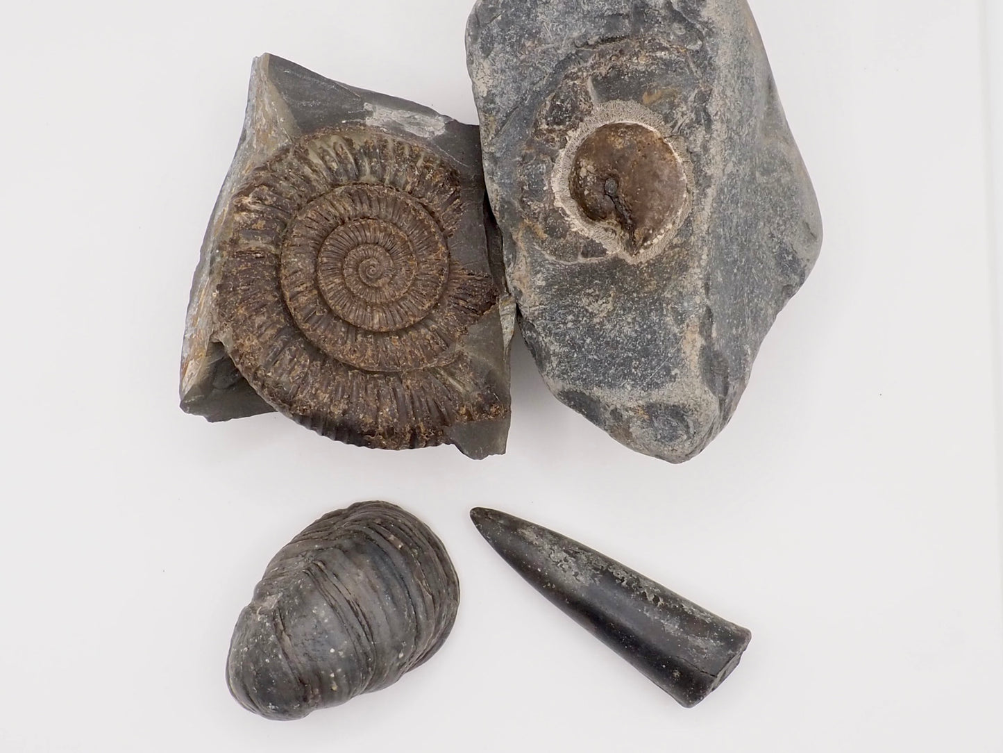 Yorkshire Coast Fossil Bundle | 4 Fossils