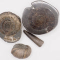 Yorkshire Coast Fossil Bundle | 4 Fossils