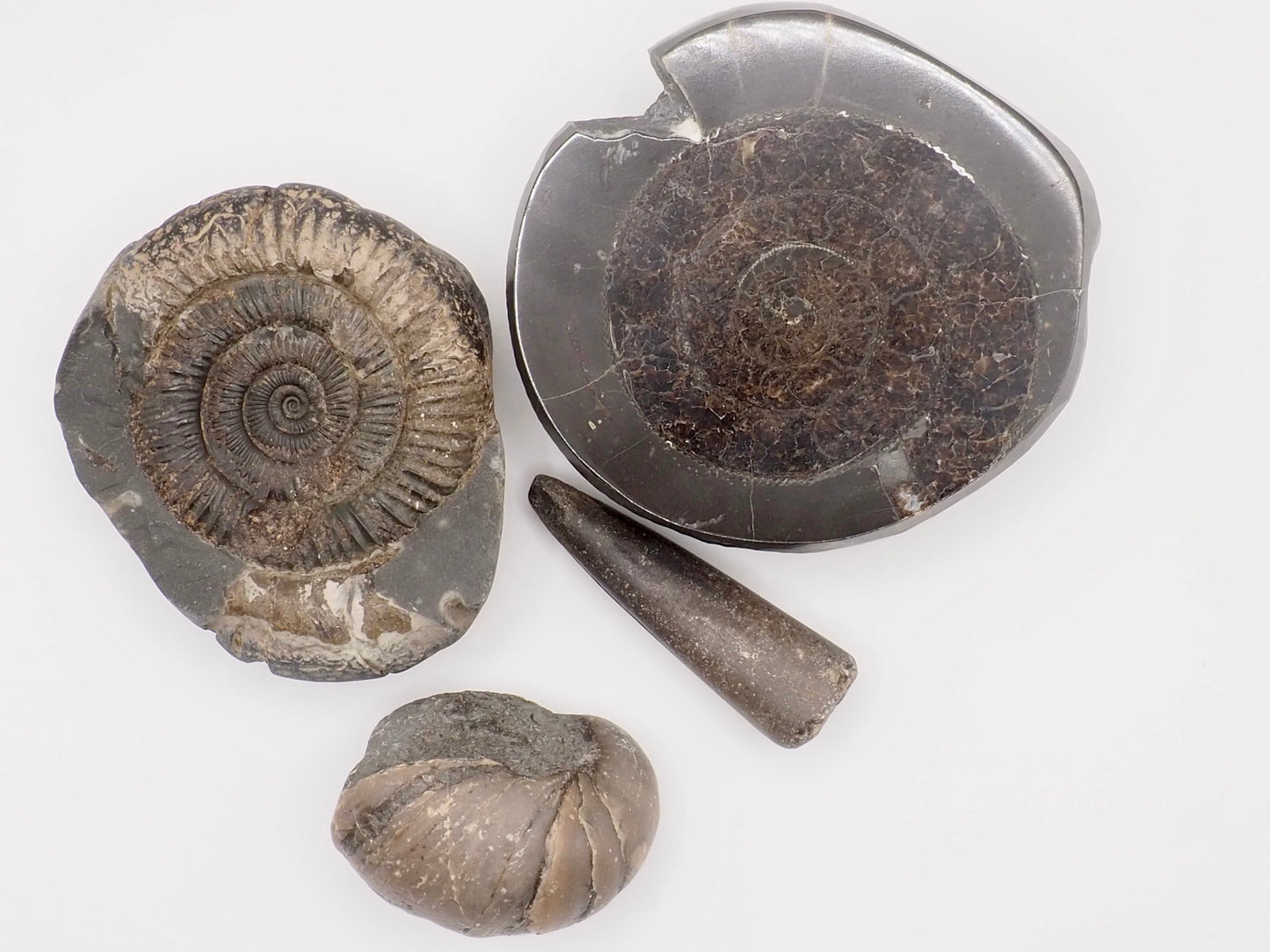 Yorkshire Coast Fossil Bundle | 4 Fossils