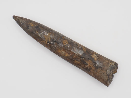 Impressive Large Belemnite Fossil – 180 Million Year Old Jurassic Specimen
