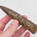 Impressive Large Belemnite Fossil – 180 Million Year Old Jurassic Specimen
