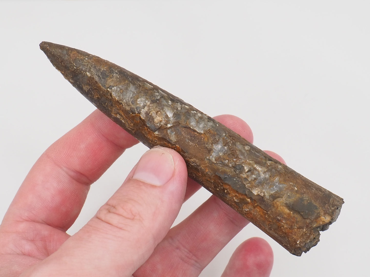Impressive Large Belemnite Fossil – 180 Million Year Old Jurassic Specimen