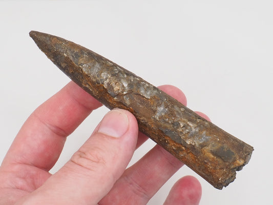Impressive Large Belemnite Fossil – 180 Million Year Old Jurassic Specimen