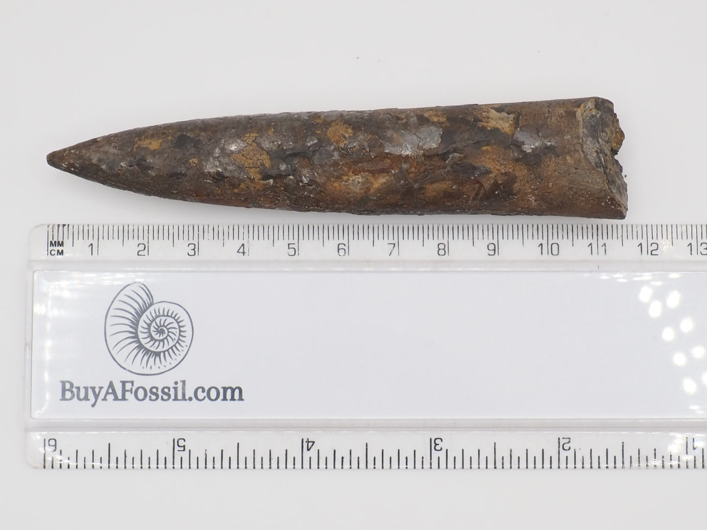 Impressive Large Belemnite Fossil – 180 Million Year Old Jurassic Specimen