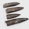 4 Yorkshire Coast Belemnite Fossils | Genuine Jurassic Fossils