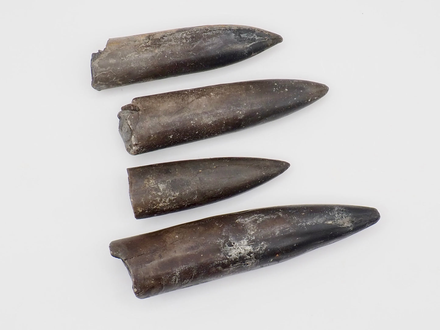 4 Yorkshire Coast Belemnite Fossils | Genuine Jurassic Fossils