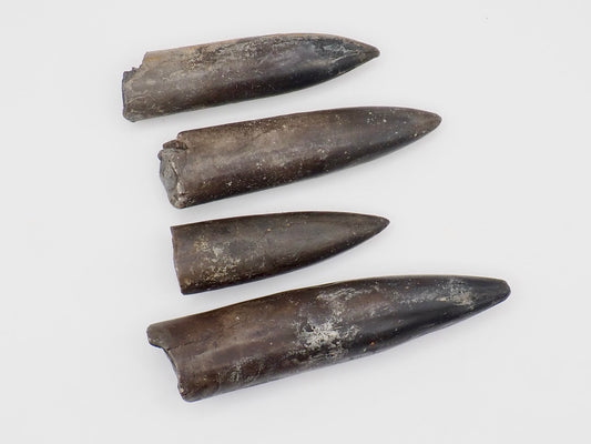 4 Yorkshire Coast Belemnite Fossils | Genuine Jurassic Fossils