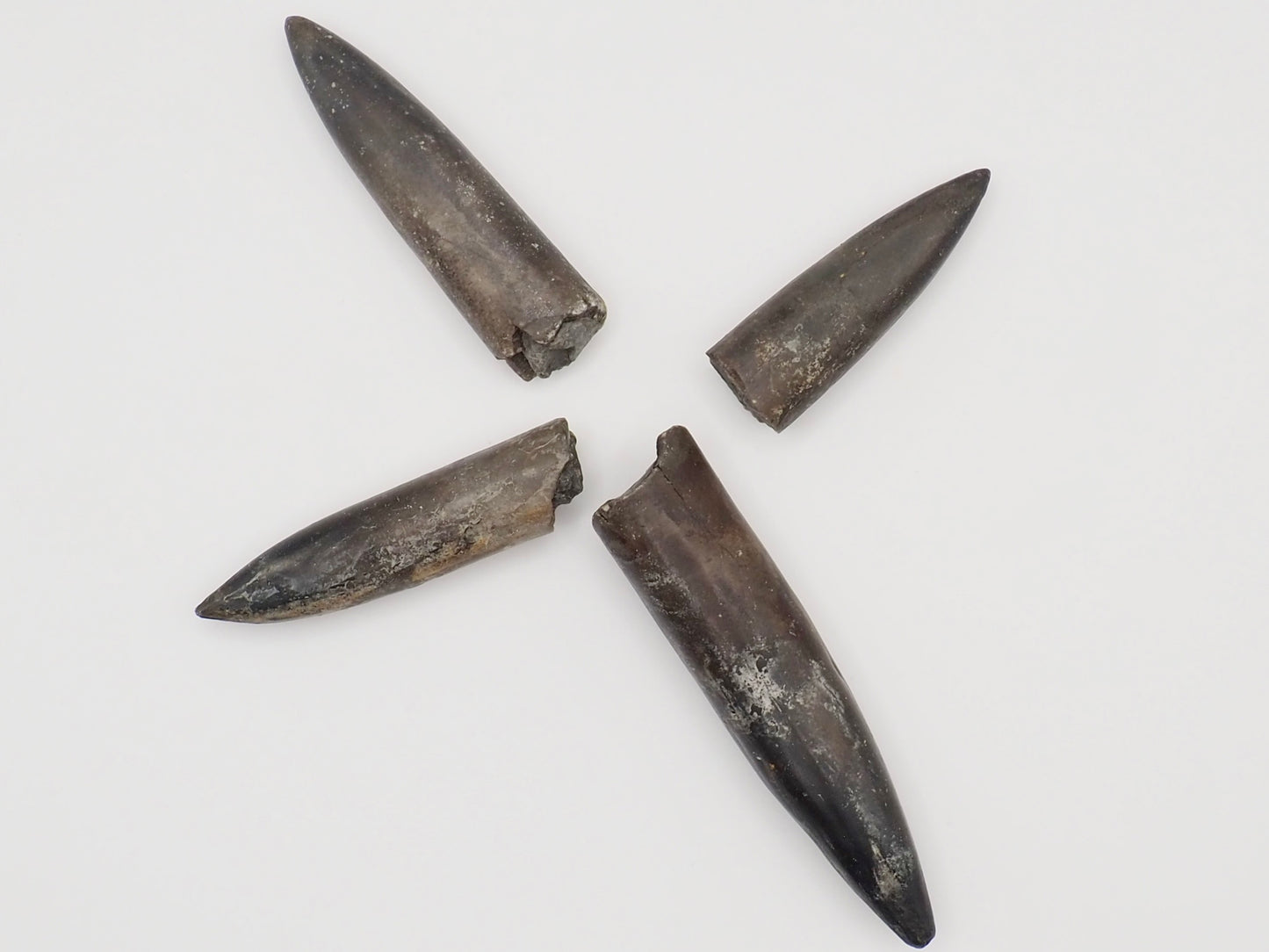 4 Yorkshire Coast Belemnite Fossils | Genuine Jurassic Fossils