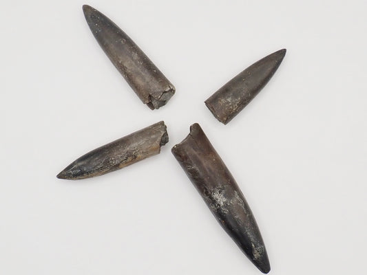4 Yorkshire Coast Belemnite Fossils | Genuine Jurassic Fossils