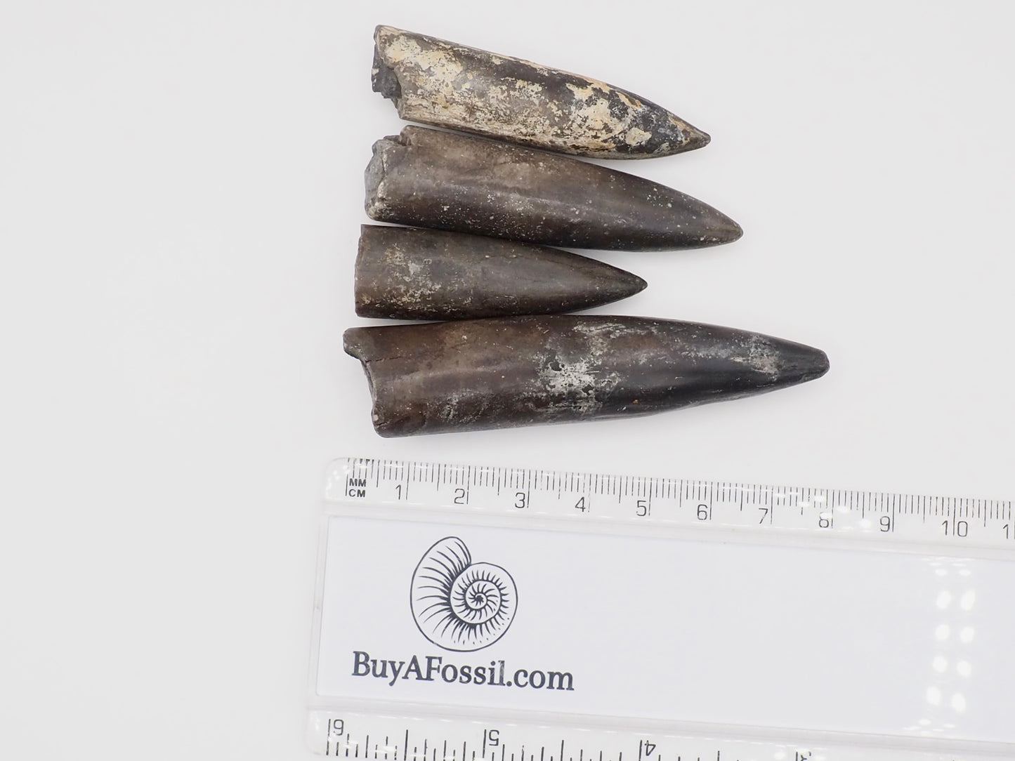 4 Yorkshire Coast Belemnite Fossils | Genuine Jurassic Fossils