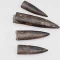 4 Yorkshire Coast Belemnite Fossils | Genuine Jurassic Fossils
