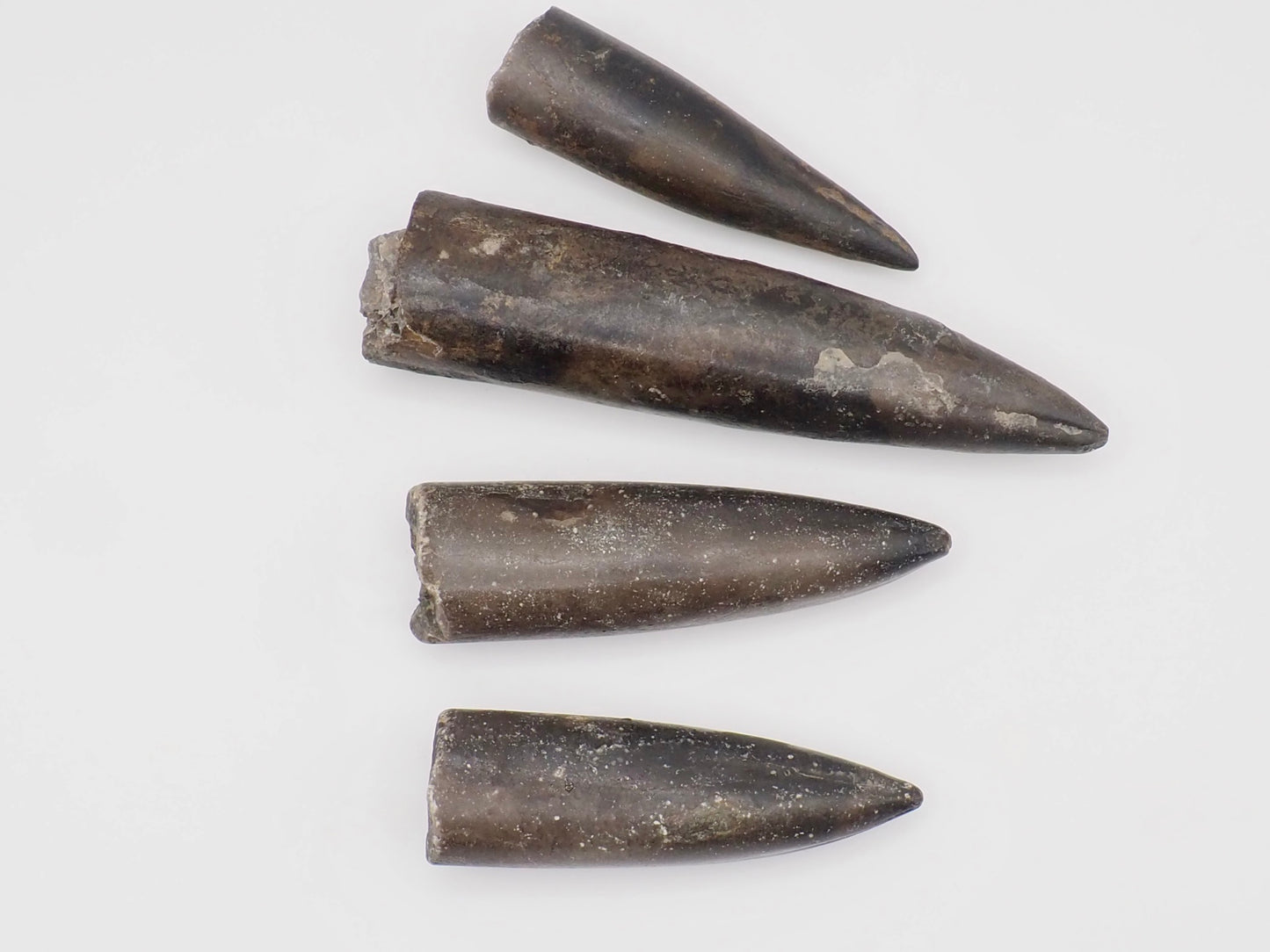4 Yorkshire Coast Belemnite Fossils | Genuine Jurassic Fossils