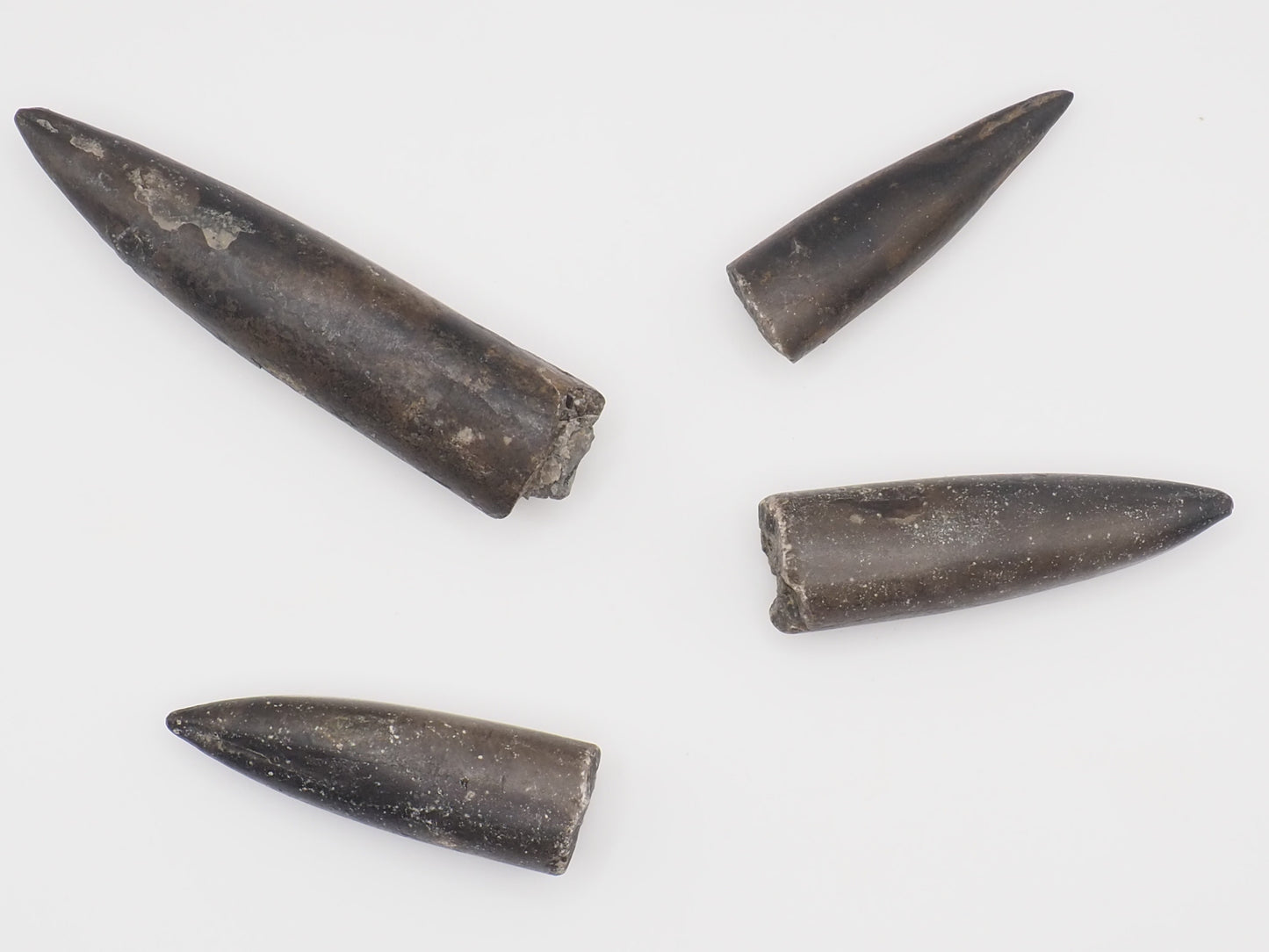 4 Yorkshire Coast Belemnite Fossils | Genuine Jurassic Fossils