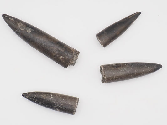 4 Yorkshire Coast Belemnite Fossils | Genuine Jurassic Fossils