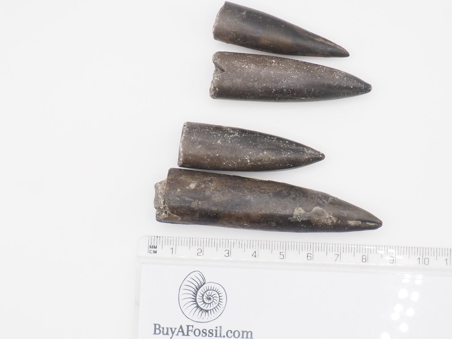 4 Yorkshire Coast Belemnite Fossils | Genuine Jurassic Fossils