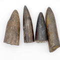 4 Yorkshire Coast Belemnite Fossils | Genuine Jurassic Fossils
