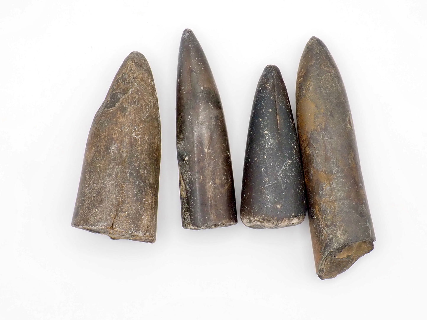 4 Yorkshire Coast Belemnite Fossils | Genuine Jurassic Fossils