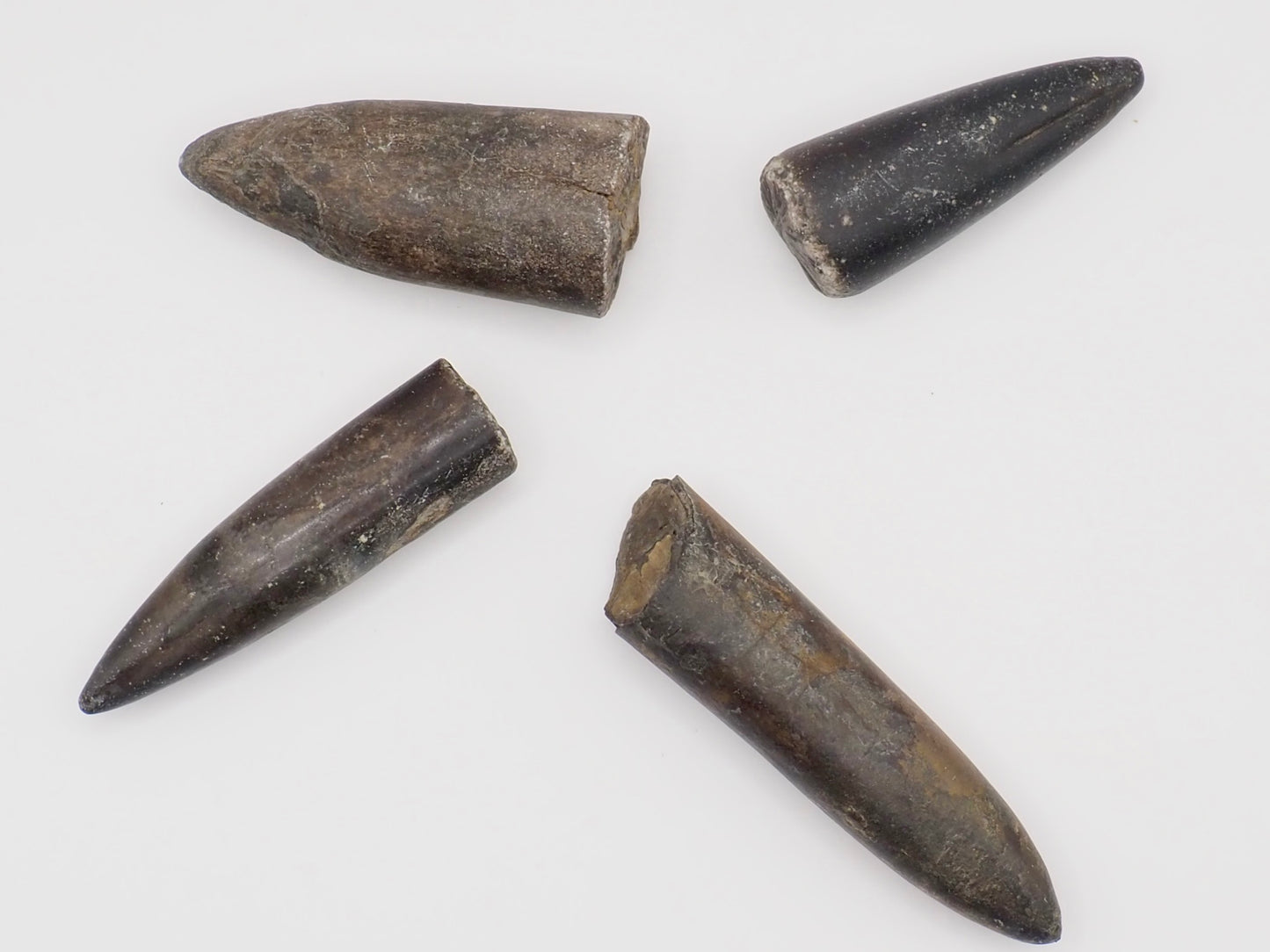 4 Yorkshire Coast Belemnite Fossils | Genuine Jurassic Fossils