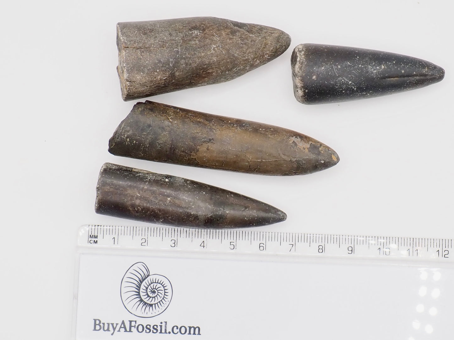 4 Yorkshire Coast Belemnite Fossils | Genuine Jurassic Fossils