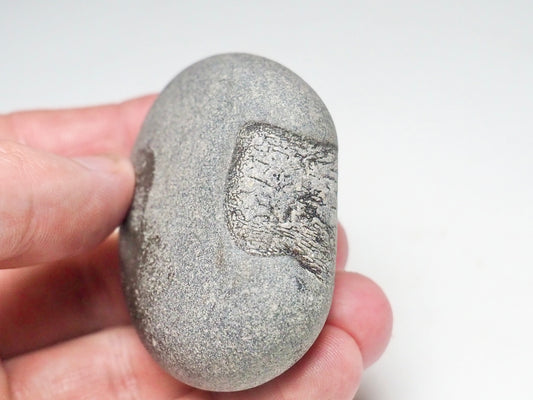 Marine Reptile Bone - Pick N Mix