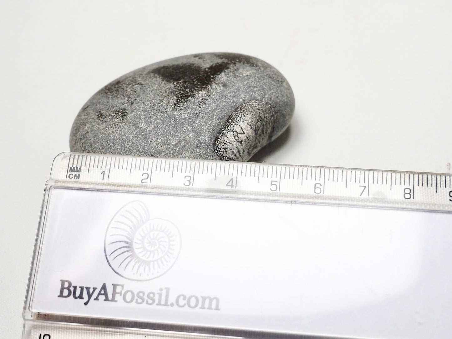 Marine Reptile Bone In Pebble