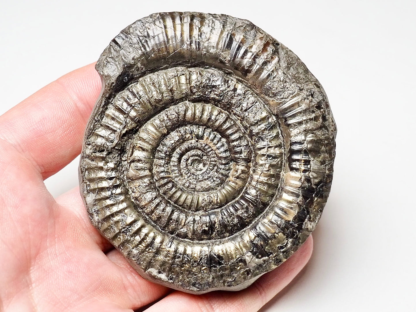 Paltechioceras Ammonite