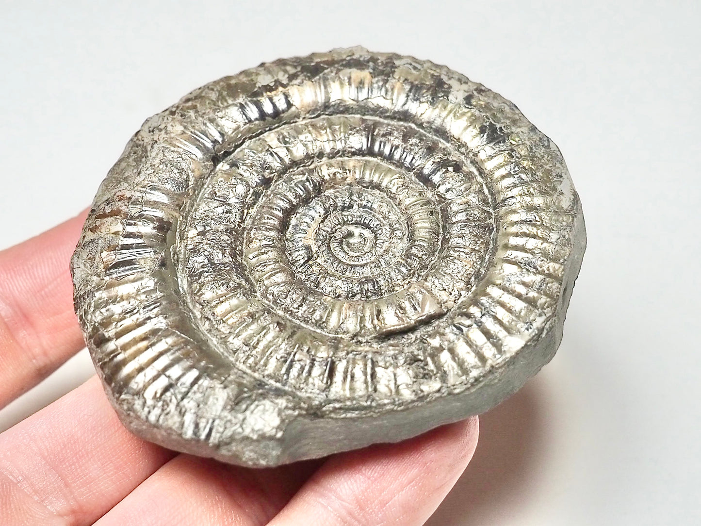 Paltechioceras Ammonite