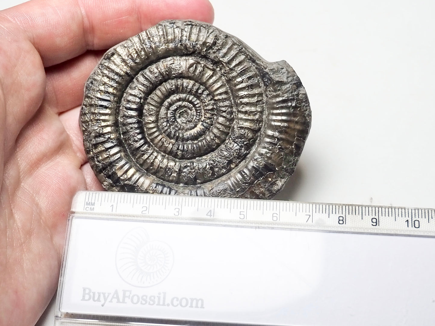 Paltechioceras Ammonite