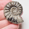 Asteroceras Ammonite Fossil for Sale – Whitby Yorkshire Coast Jurassic