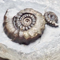 Gagaticeras Gagateum Ammonite Fossil for Sale – Whitby Yorkshire Coast Jurassic