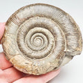 Dactylioceras Tenuicostatum Ammonite Fossil – Whitby Yorkshire Coast – Jurassic