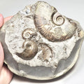 Eleganticeras Ammonite Fossil – Whitby Yorkshire Coast – Jurassic
