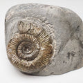 Dactylioceras Semicelatum Ammonite Fossil – Whitby Yorkshire Coast – Jurassic