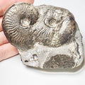 Cleviceras Ammonite Fossil – Whitby Yorkshire Coast – Jurassic
