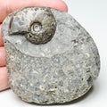 Eparietites