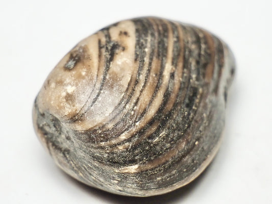 Polished Shell - Pick N Mix