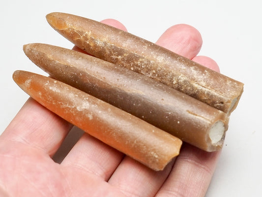 Belemnites