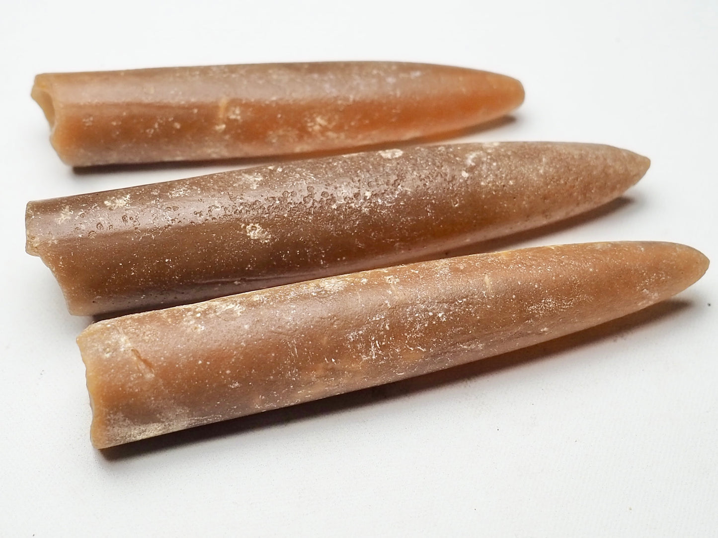 Belemnites