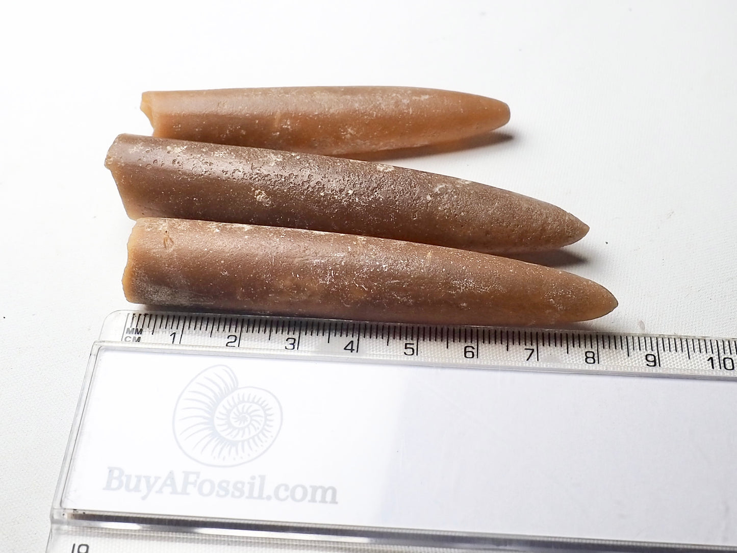 Belemnites