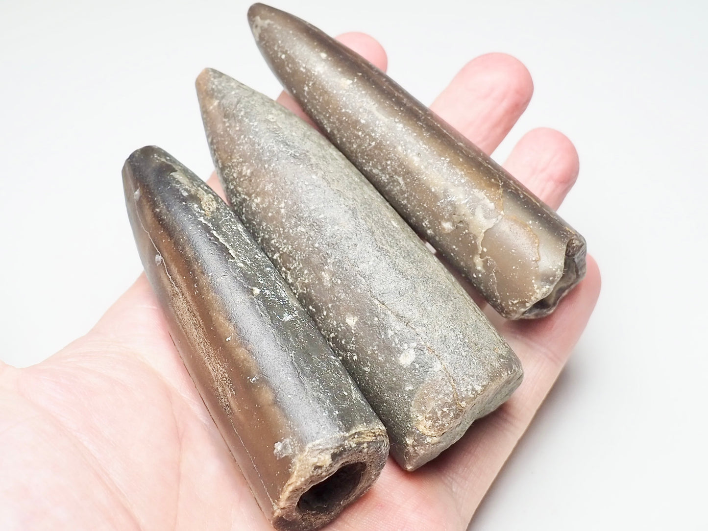 Large Belemnites