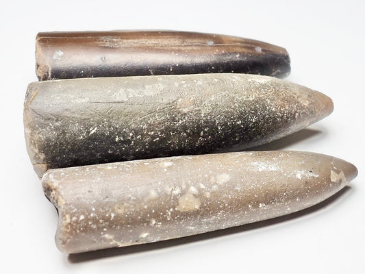 Large Belemnites